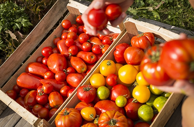 Boxes filled with various tomato varieties Boxes filled with various tomato varieties