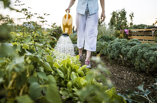 Person watering a vegetable garden