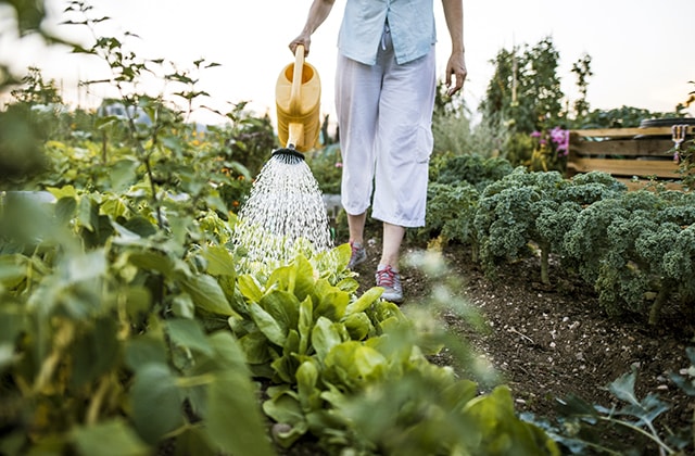 Person watering a vegetable garden Person watering a vegetable garden