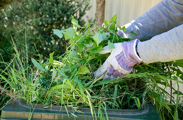 Person placing weeds in a compost bin Person placing weeds in a compost bin