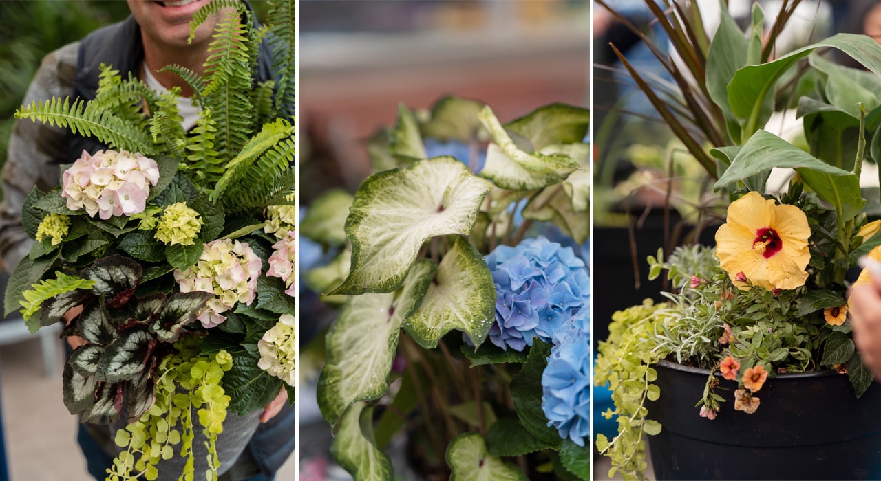 Trois arrangements floraux en pot Trois arrangements floraux en pot
