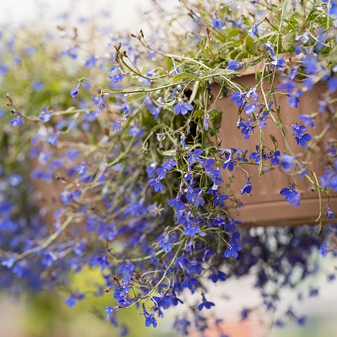 Petites fleurs retombantes mauves Petites fleurs retombantes mauves