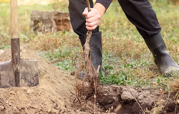 Man planting a tree with bare roots