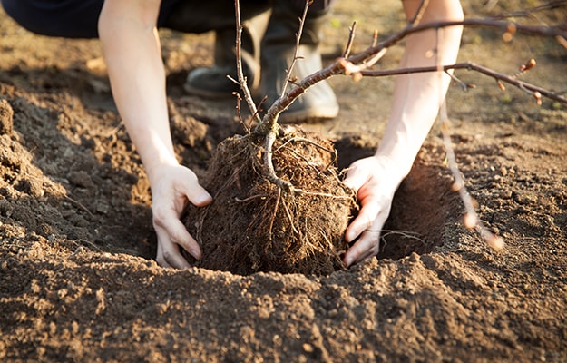 Woman planting a tree in a root ball