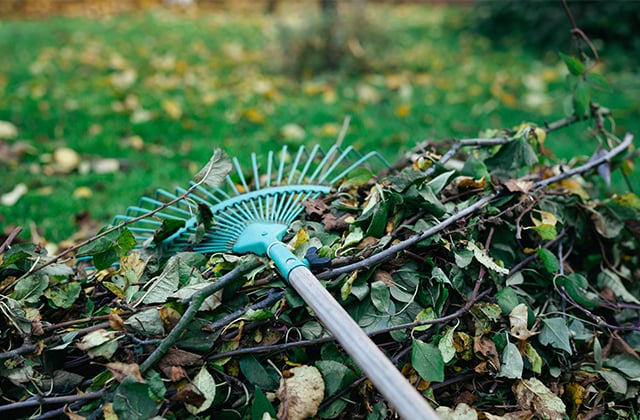 Preparing the yard (rake with leaves)