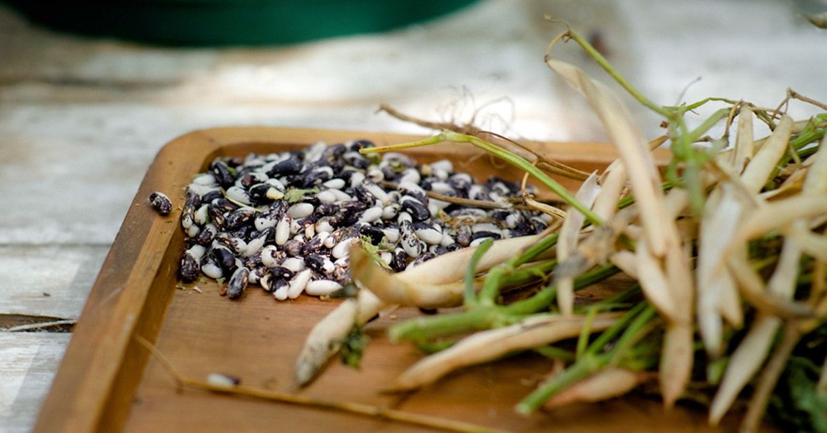 How to Harvest and Save Seeds from the Garden