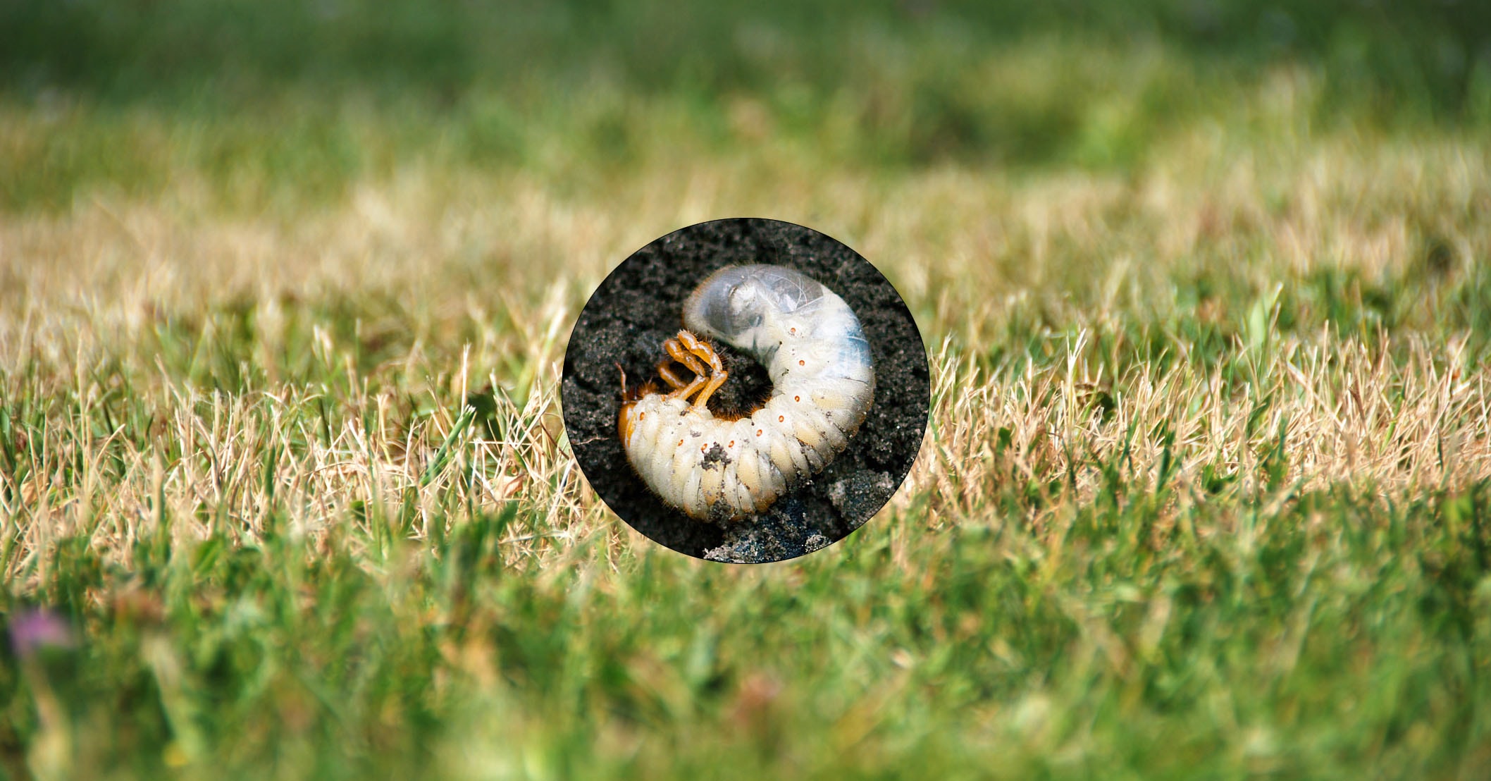 Grass Grub - Control of Grass Grub Pests in Lawns