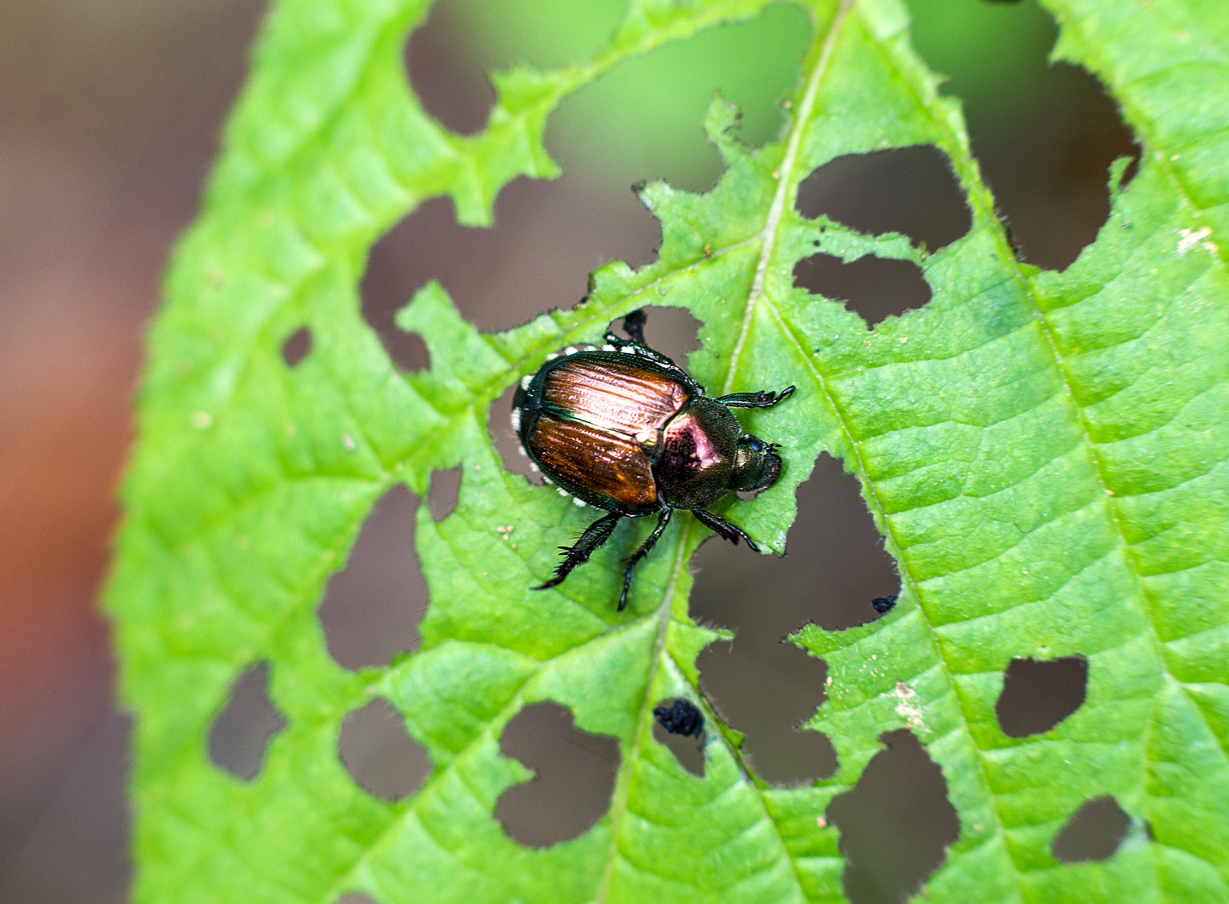 Scarab beetle eating a leaf