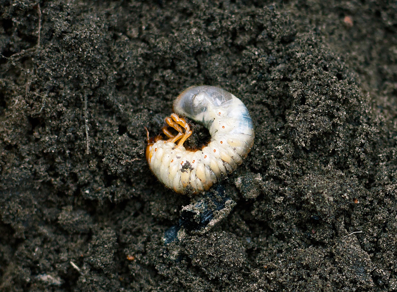 Ver blanc recroquevillé sur de la terre Ver blanc recroquevillé sur de la terre