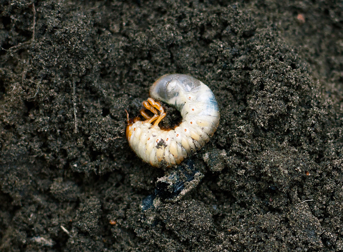 White grub on a patch of soil