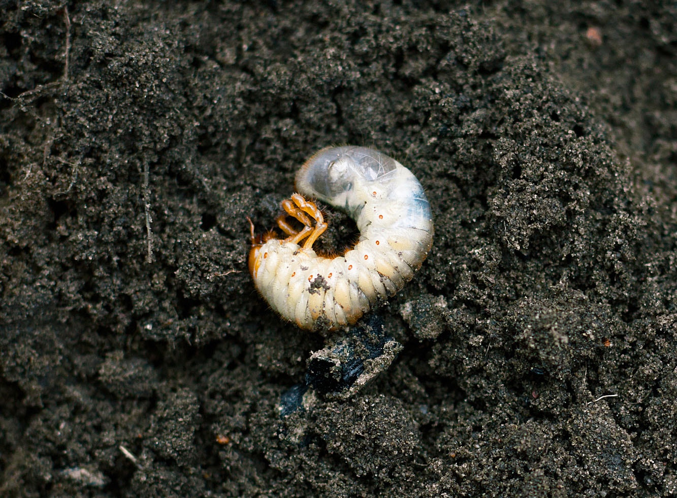 How to Defeat Lawn Grubs