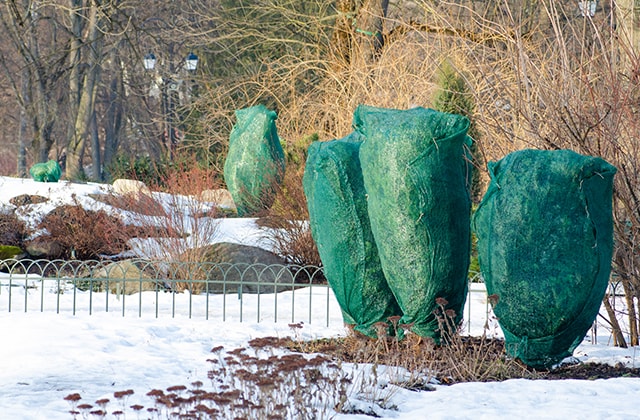 Abri d'hiver pour plante/arbuste 