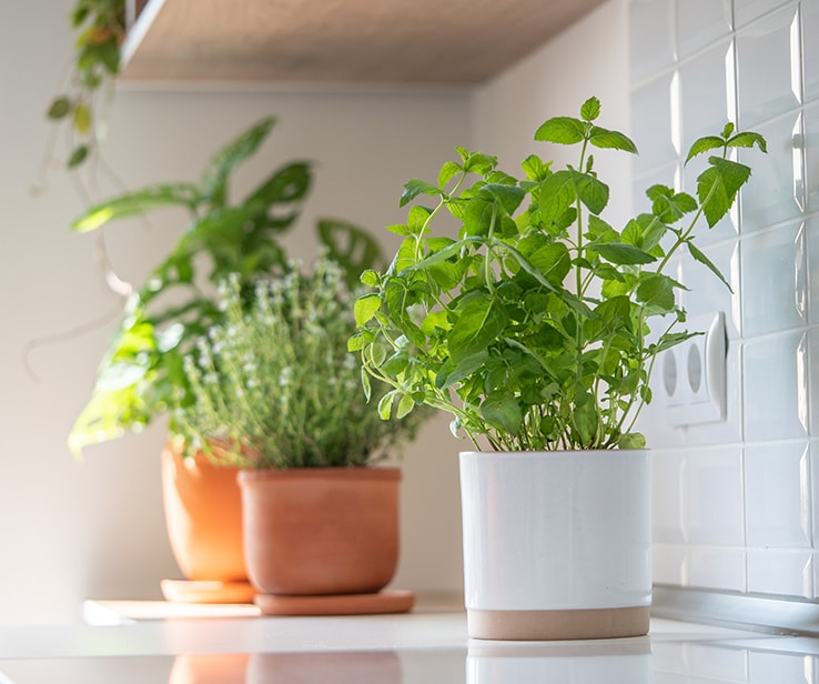 Pots de fines herbes dans une cuisine Pots de fines herbes dans une cuisine