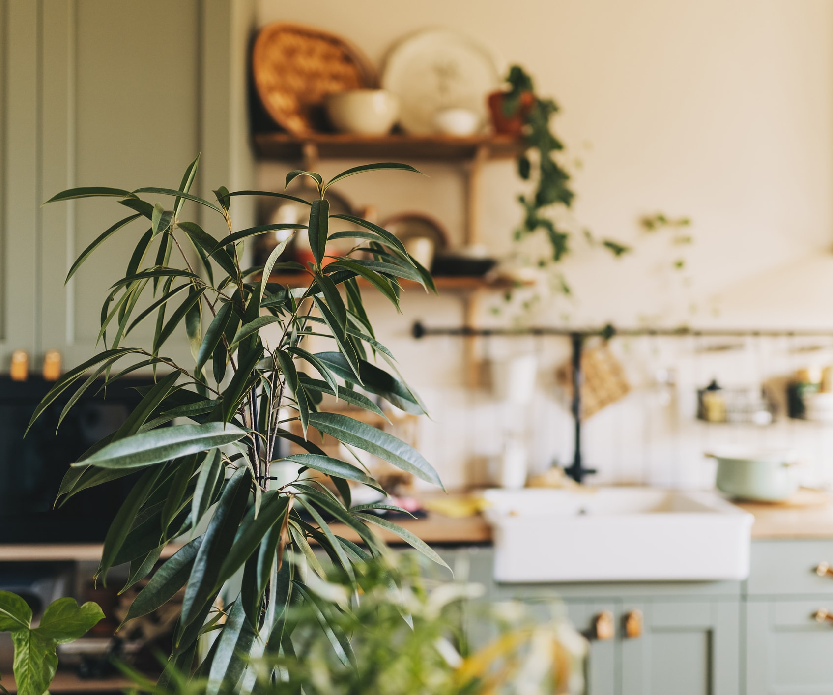 Trendy kitchen with lots of plants
