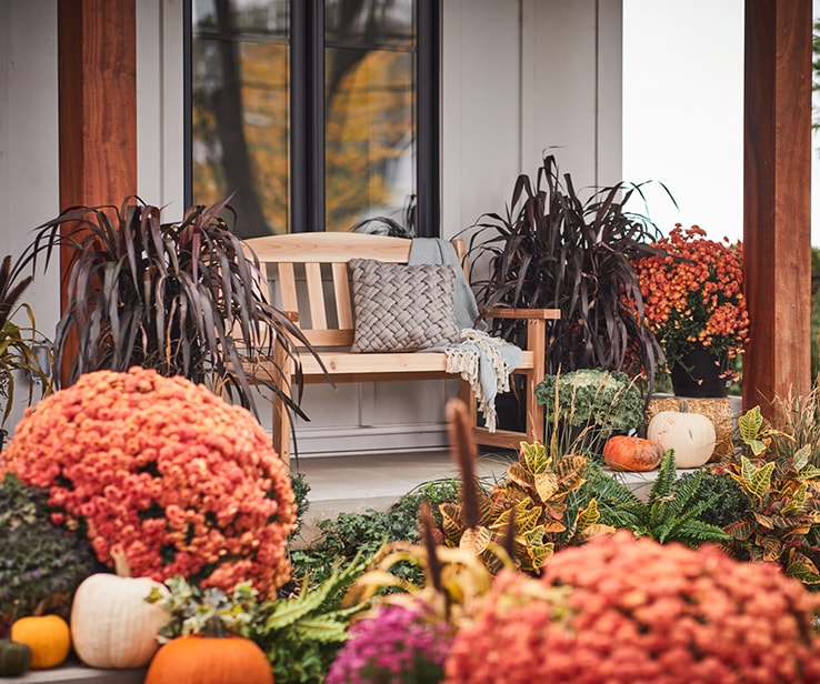 Agencement de fleurs et plantes automnales