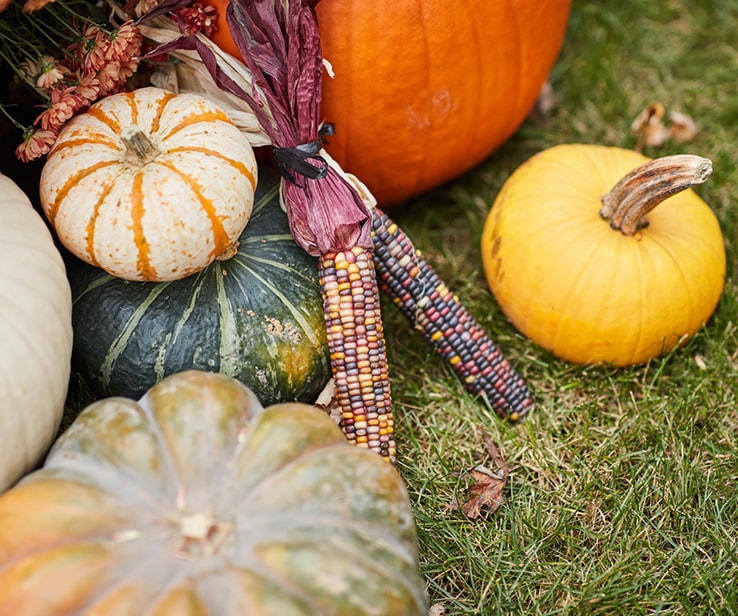 Pumpkins, squashes and decorative corn