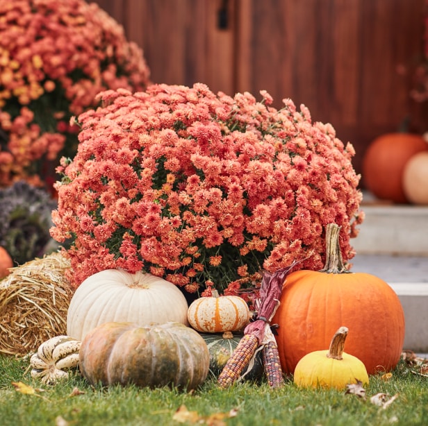 Fall Live Goods