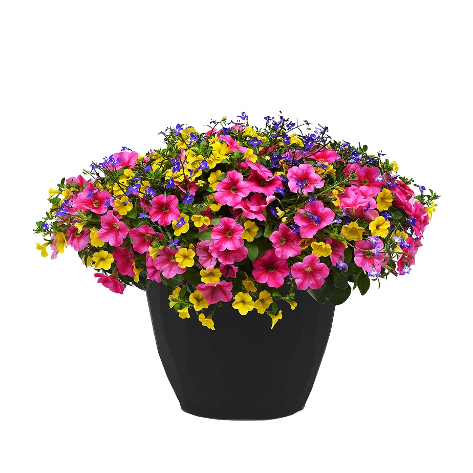 Annuals_Rona