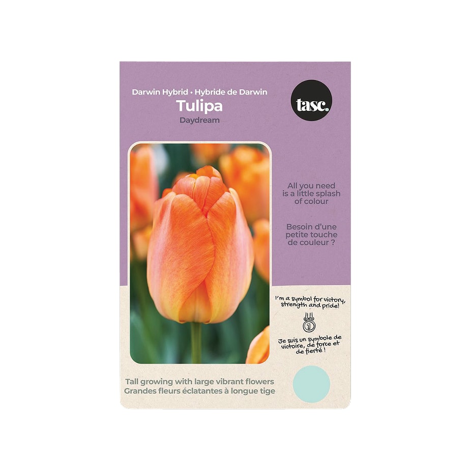 Bulbs_Rona