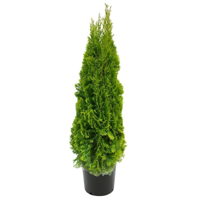Conifers_Rona