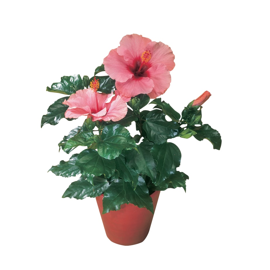  House Plants_Rona