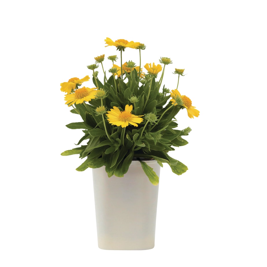 Perennials_Rona