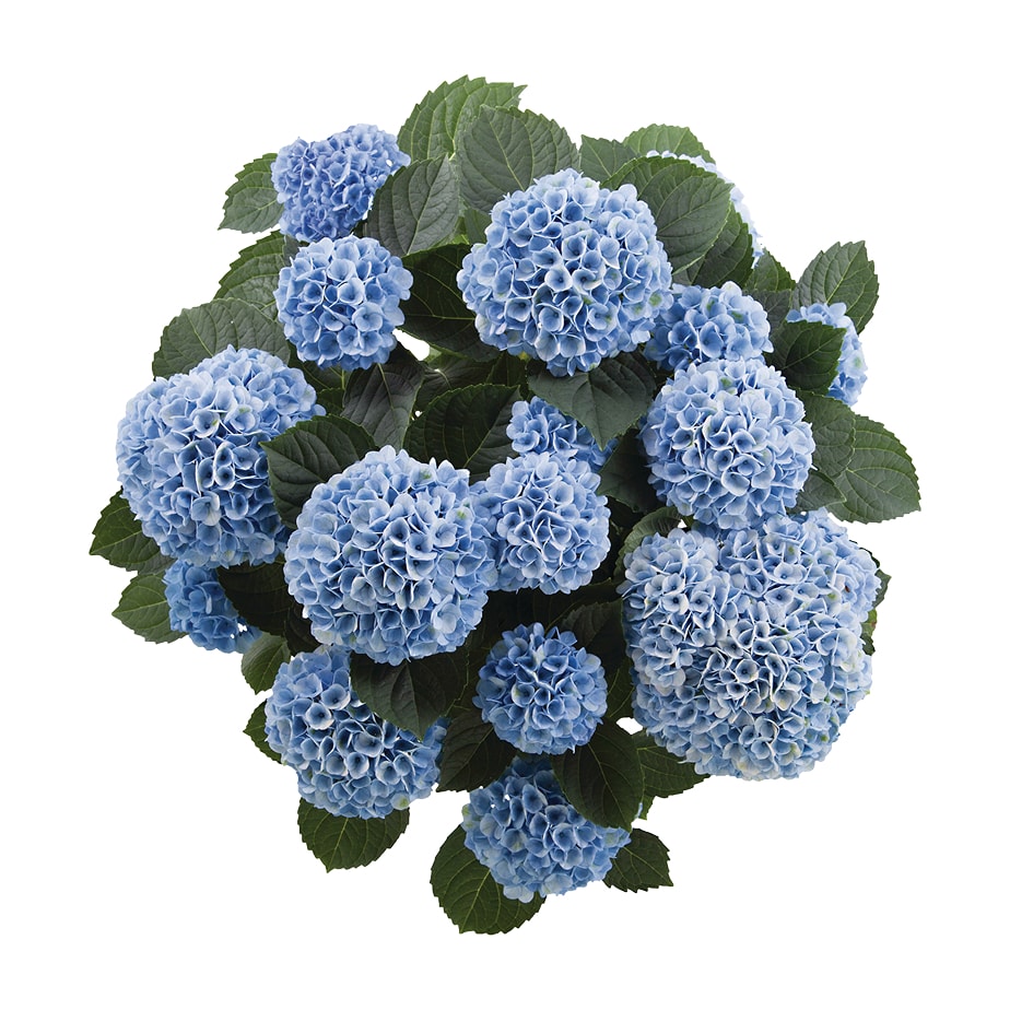  Shrubs_Rona