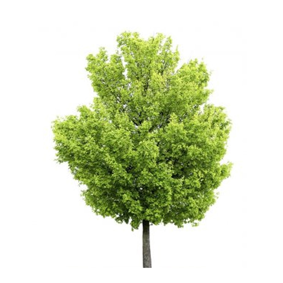 Trees_Rona