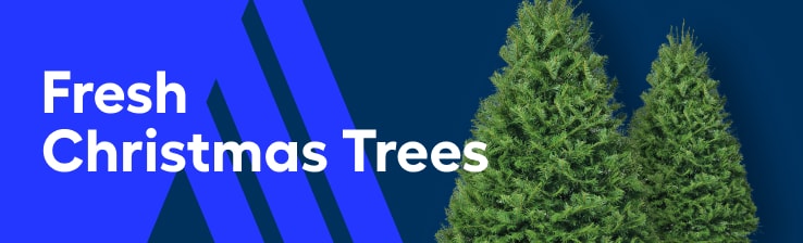 Fresh Christmas Trees