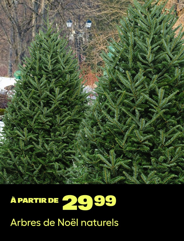 Arbres de Noël naturels
