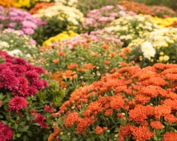 Plants and Flowers