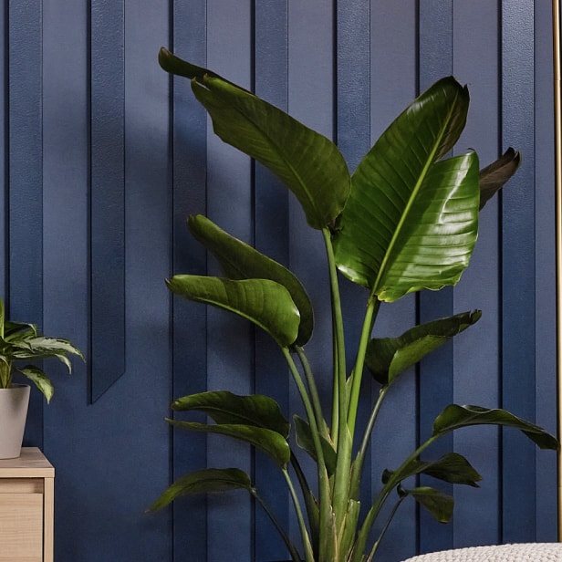 House plants
