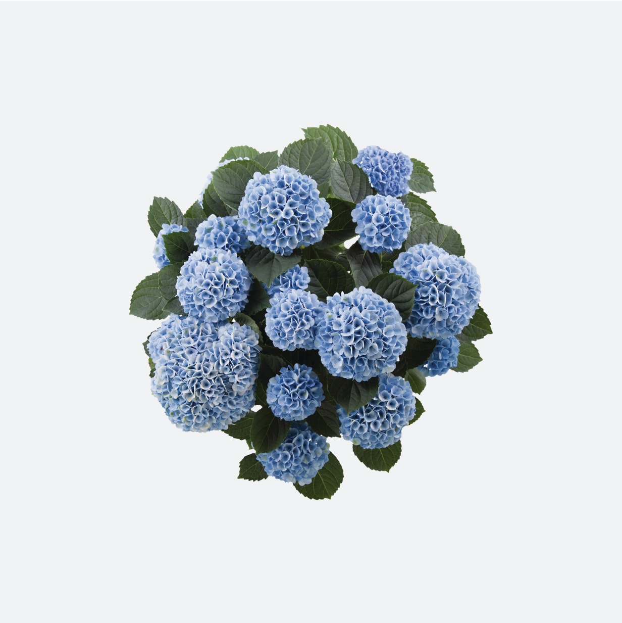 Plantes et fleurs