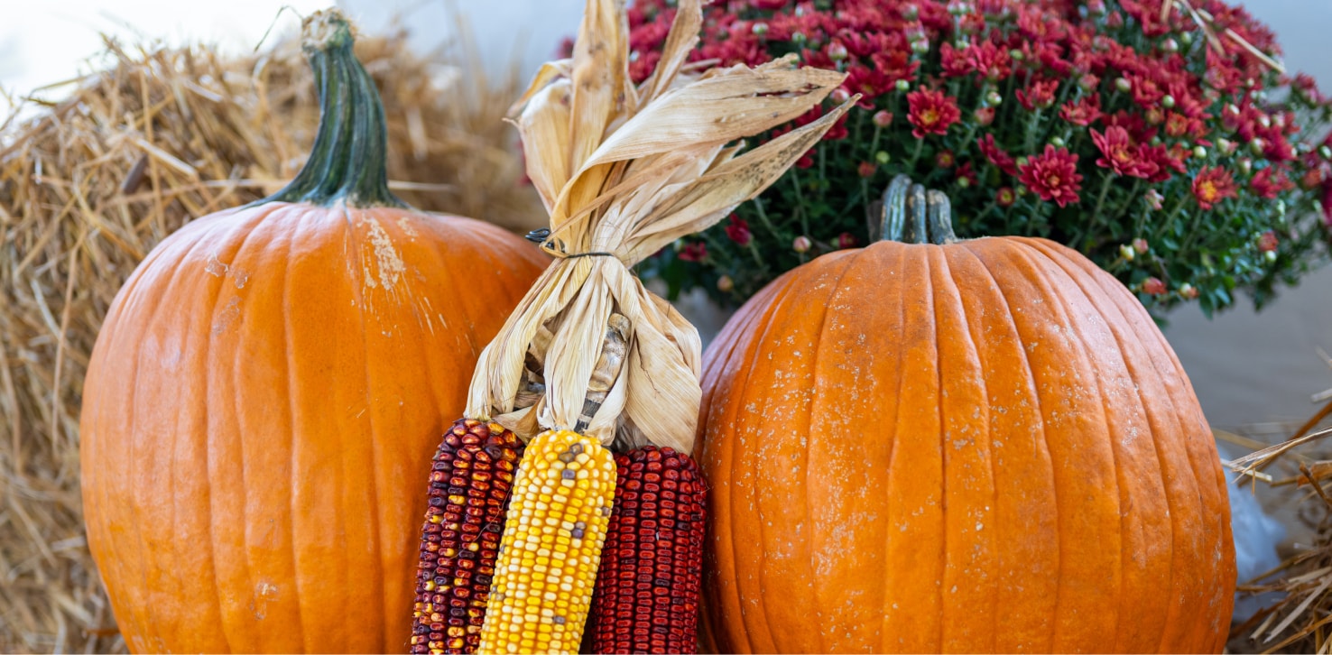 Halloween Decorations & Inflatables 2026 | RONA