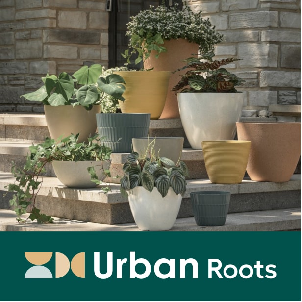 Urban Roots