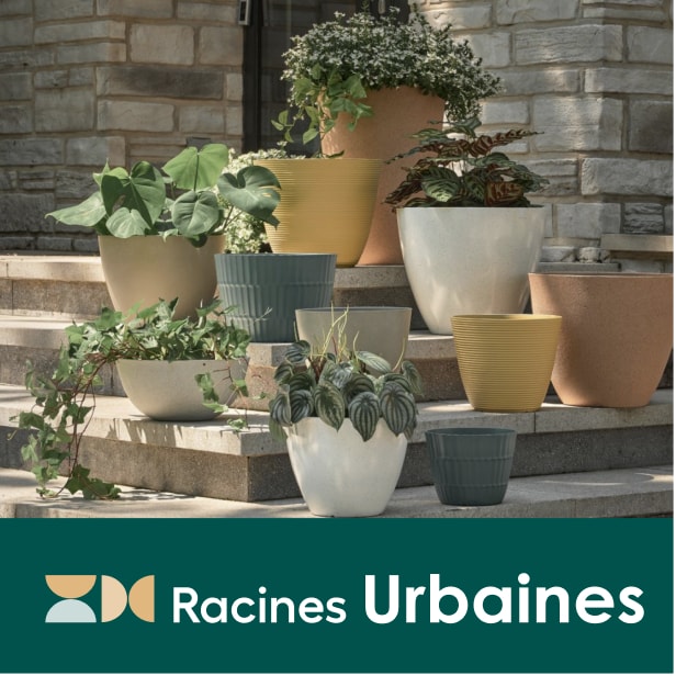 Racines urbaines