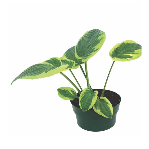 Jardinage 101