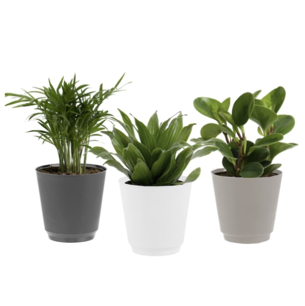 Plantes intérieures
