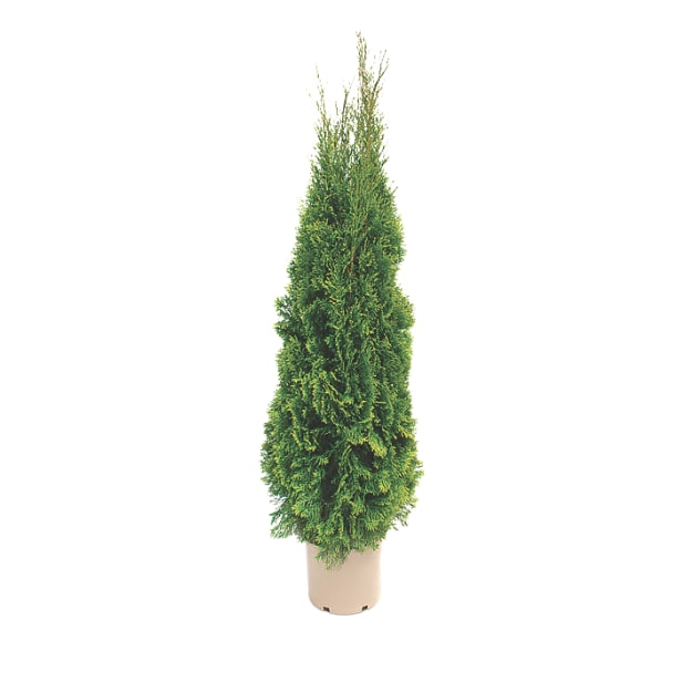 Arbres et arbustes