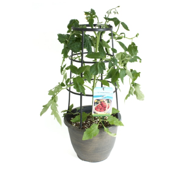 Légumes