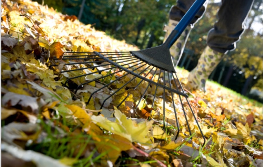 Rake with leaves on the ground Rake with leaves on the ground