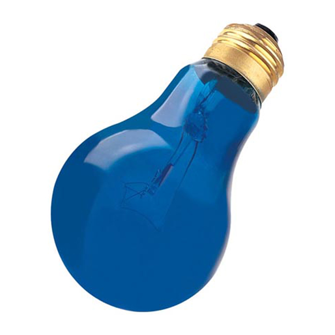 A19 domestic light bulb