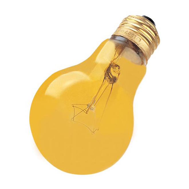 A19 Domestic Light Bulb