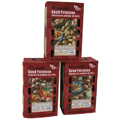 Pommes de terre de semence Norland, 2 kg