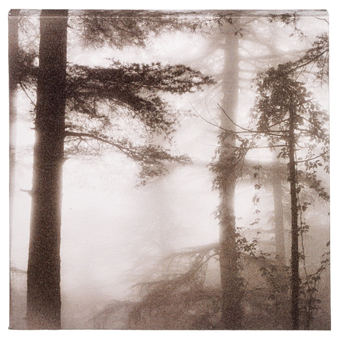 Canevas de coton laminé, noir et blanc, forêt brumeuse