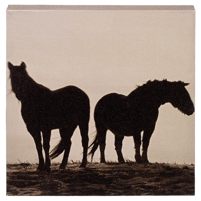 Cotton Black and White Canvas - Horses