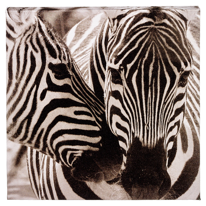 Canevas de coton laminé, noir et blanc, zèbres
