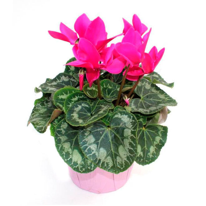 Cyclamen