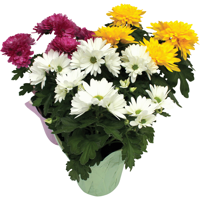 Chrysanthème