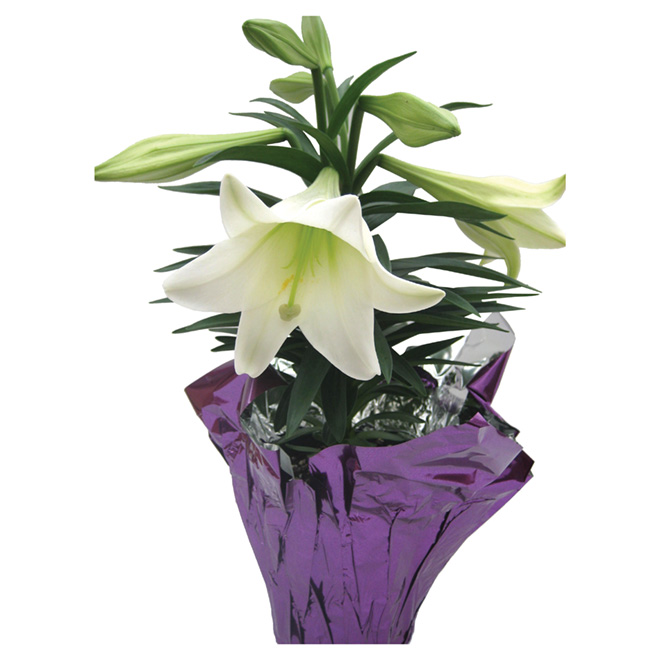 Easter Lily